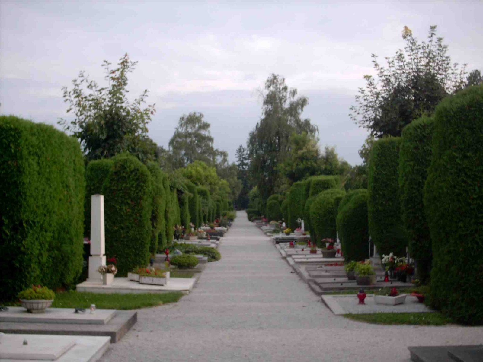 Pogled na grobna mjesta i uređene živice na groblju u Varaždinu
