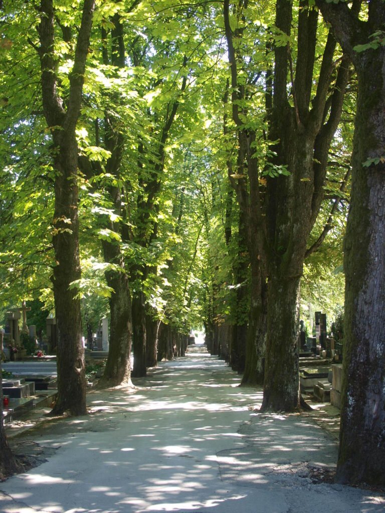 Aleja s grobnim mjestima i zelenilom na Mirogoju u Zagrebu