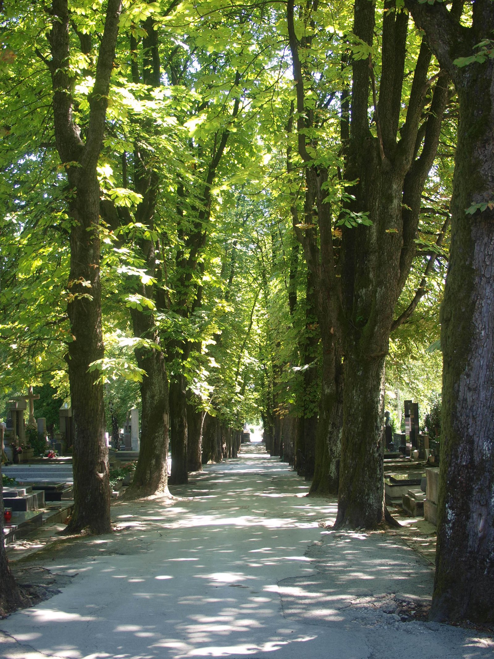 Aleja s grobnim mjestima i zelenilom na Mirogoju u Zagrebu